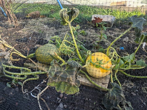 A community garden featuring bee & bee (bug hotel), vegetable patches, willow structures and signage listing information for volunteers and visitors 