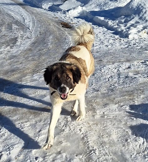 livestock guardian dog at work