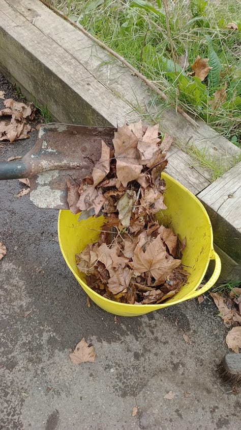 Making leaf mould containers with chicken wire and canes