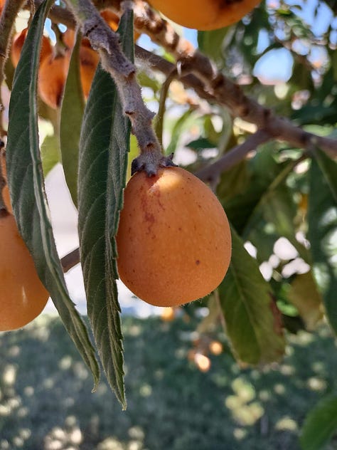 The process of making loquat jam, from fruit on the tree to jam in a jar