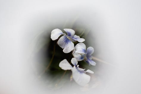 spring ephemerals, native plants, pennsylvania