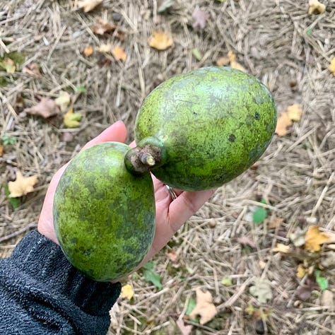 The first image shows a pawpaw the size of a woman's hand. It is exceptionally ripe, as noticeable by the dark spotting. The second image shows a group of three green, oval-shaped paw paw leaves. The third image shows an open palm holding two pawpaws, which are attached at the stem.