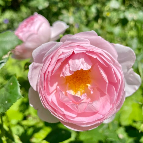 A few roses, mostly in the Cottage Garden: Gertrude Jekyll, The Pilgrim, Silas Mariner, Scepter'd Isle, Tottering-By-Gently, Wollerton Old Hall, unknown, The Mayflower, and Olivia Austin