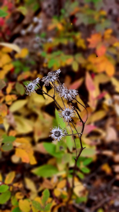 Fall foliage on the trail head to Dog Lake, Alberta