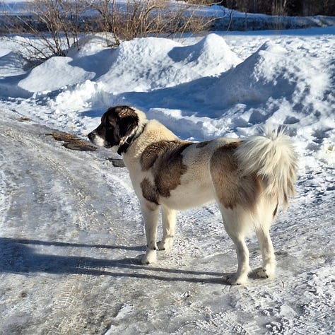 livestock guardian dog at work