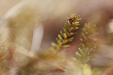 Crowberry (Empetrum nigrum) through the seasons from winter colour to summer flower and fruit