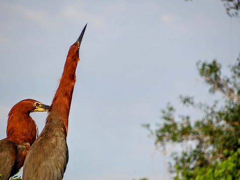 Pantanal Caiman Macaw