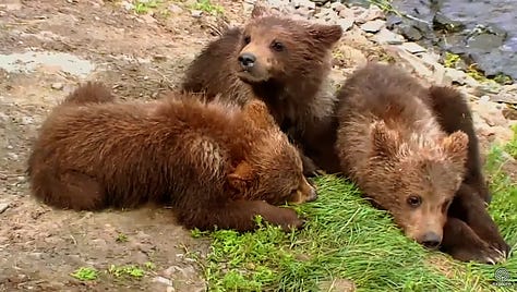 Brown Bears of Katmai National Park