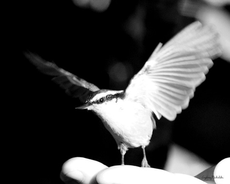 A gallery of three images features a nuthatch and chickadee hand-feeding and a chickadee in mid-flight.