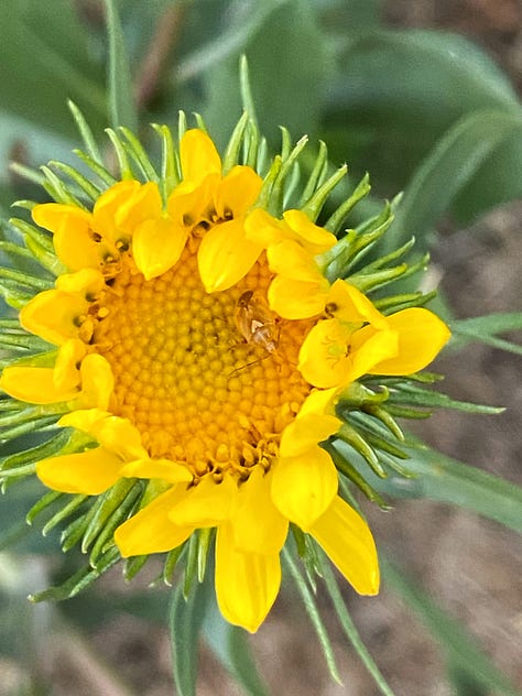 Three images of an entire-leaved gumweed; bud, opening blossom, and full blossom with a bumblebee sleeping inside.
