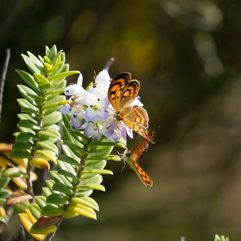 Copper butterflies (Lycaena genus, native) on Hebe elliptica (native) at Matakaea/Shag Point in East Otago, New Zealand.
