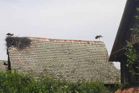 Pictures of crane nests on houses.