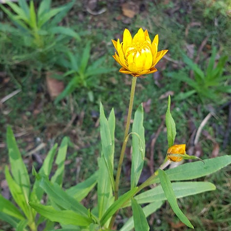 Photos of Australian native Flora and Fauna