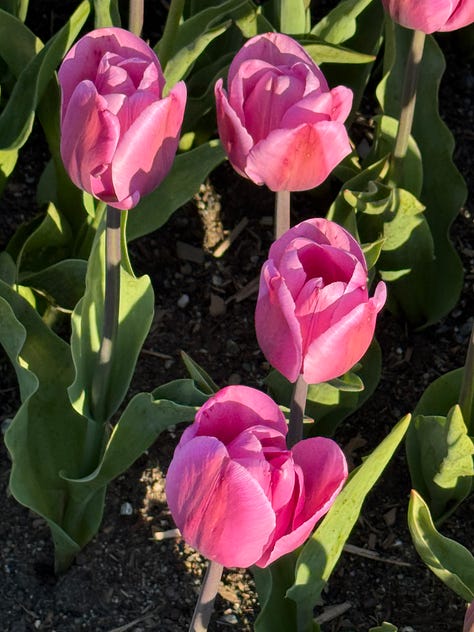 Pictures of tulips, individual flowers and long shots of rows of tulips of a variety of colours