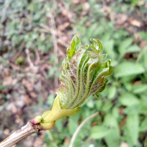 Unfurling buds on the guelder rose, a bright, fresh Daisy (“day’s eye”), fresh growth, bright green hawthorn leaves on the newly laid hedge.