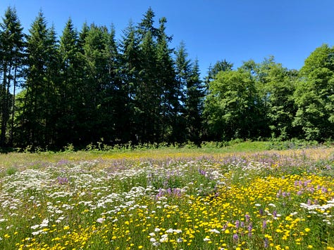 Open meadow full of mixed wildflowers and edged with a thick wood of evergreens.