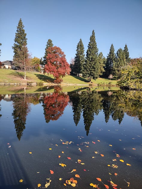 photos of fall leaves inside and outside