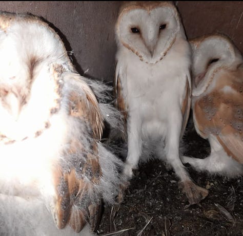 White Barn Owl chicks