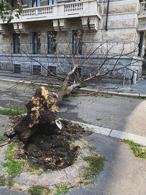 alberi caduti a Milano