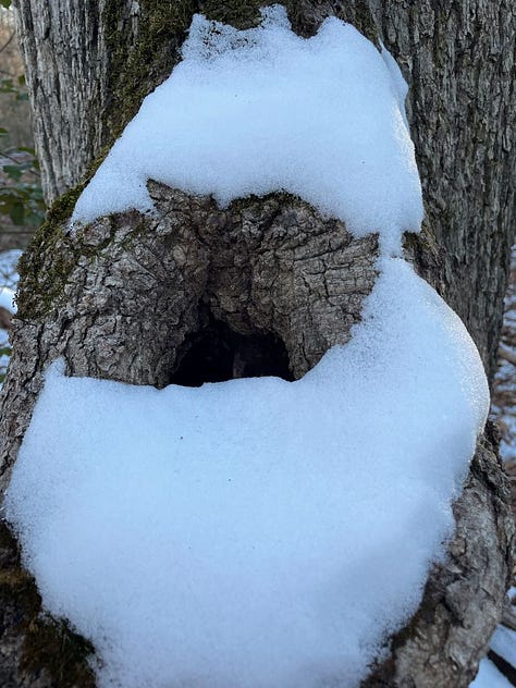 three photos of a tree hollow with moss on front rim and small vertical pieces of decaying wood inside. in leftmost photo the hollow is covered with snow.