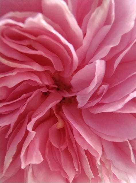 Three pictures of pink roses, taken at close range to show how the petals curl around each other