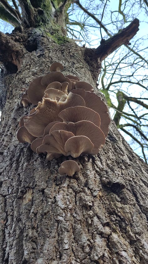 1: a hand holding a bunch of oyster mushrooms, 2: Izzy's face pokes into the frame alongside the oyster mushroom tree for the second year in a row, 3: a flush of oyster mushrooms along the tree with small chunks taken out of them already