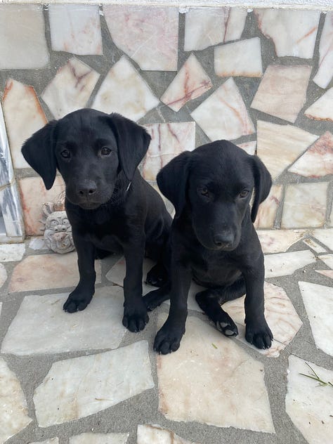 Black labrador pups