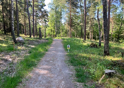 A sunny day in the forest