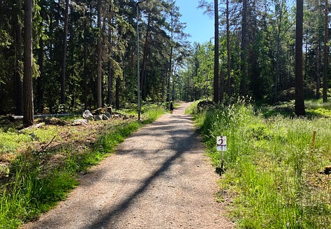 More pictures of thin pine trees on a trail route