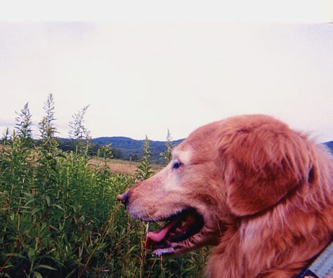 A collection of my time at a summer camp in Vermont.