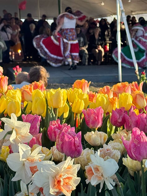 Pictures of tulips, individual flowers and long shots of rows of tulips of a variety of colours