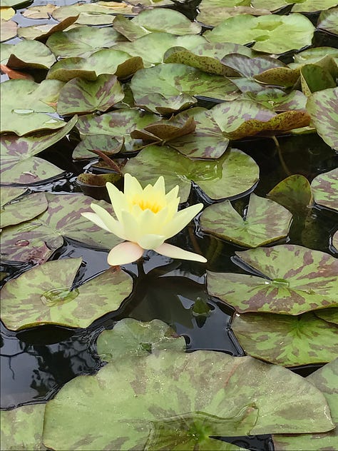 The waterlily pond at Oxford Botanic Garden