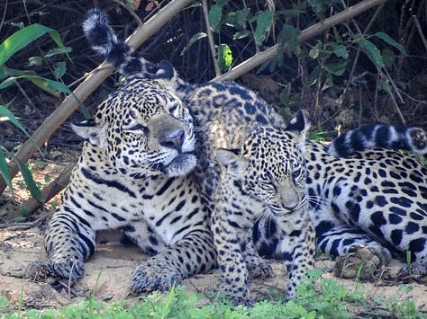 Pantanal jaguar