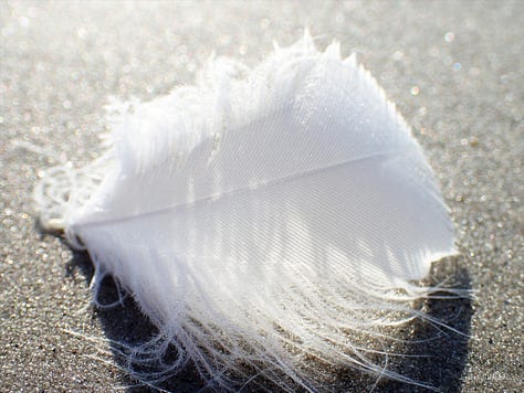 A series of three images zooms in on a white feather on a sparkling sandy beach.