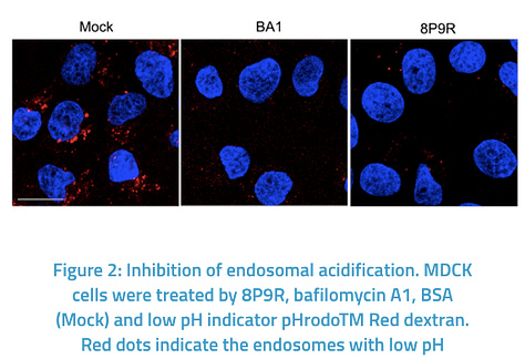 A Dual-Functional Antiviral Peptide Inhibits Two Entry Pathways of SARS-CoV-2