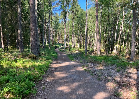 Tall thin pine trees next to a hard gravelled path