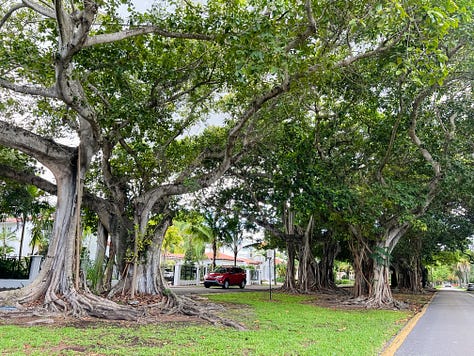 Photo of banyan trees along a greenway between two roads in a suburban neighborhood; photo of a snail on the ground with some soil, twigs, and short plants; photo of green leaves in various shades and textures from a plant bush; large, 2-3 foot green plant fronds with dappled light from the sun; photo of a tall, thick plant bush of yellow-spotted green leaves beside a palm tree