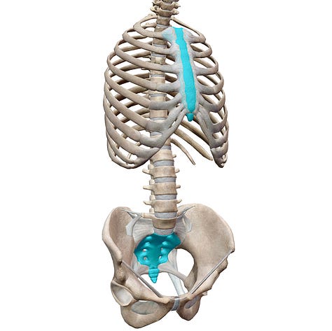 sternum, sacrum, coccyx