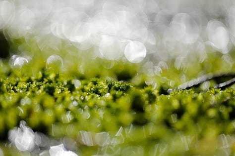 Macro images of moss, lichen and algae: the first verdure of Spring in wet woodland at the edge of a lowland raised bog (moss)