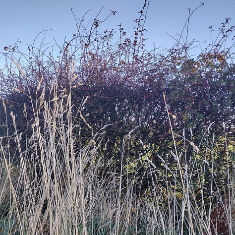 White, trumpet shaped bindweed flowers. Grasses, dried, straw coloured against red twigs of a hawthorn hedge. Bright chartreuse and peridot tones in the sulphurous lichen encrusted on twigs in a hedge