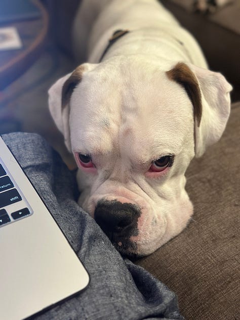 Photos of a white boxer and a black and white mini boxer dog.