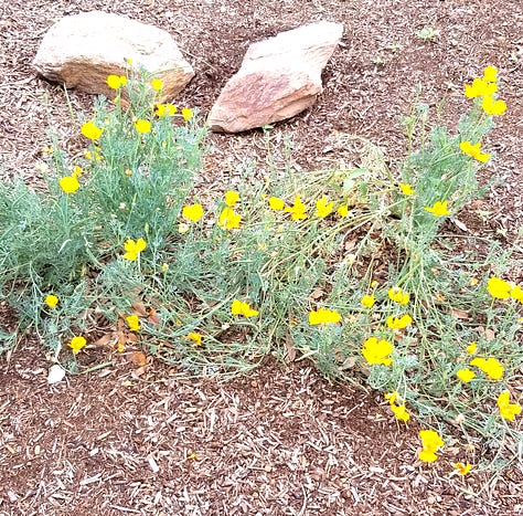 Poppy seeds, a dried poppy pod, a box of dried poppy pods and poppies in bloom.