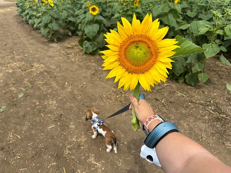 A trip through the flower patch in Akron, Iowa.