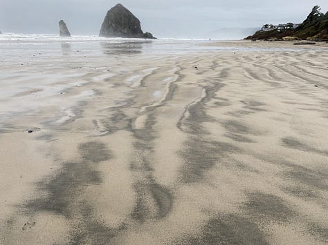 North Oregon Coast: Blue Heron, steady rain and monolith, young Western Gull, deal Seal, break between storms, feather detail