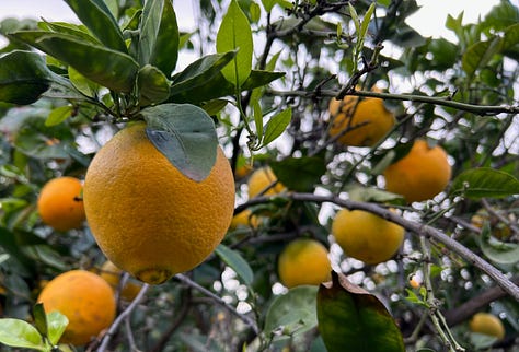 Trees with bananas, coffee, oranges