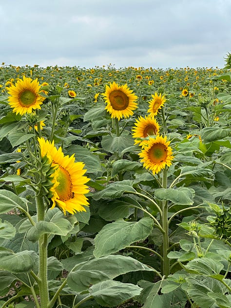 A trip through the flower patch in Akron, Iowa.