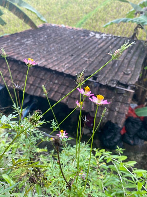 Images of pink and lilac flowers as well as a landscape of a terraced rice field.