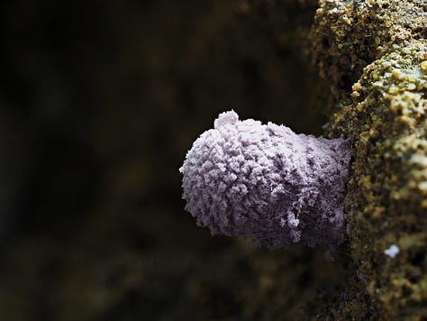 Coniolepiota spongodes