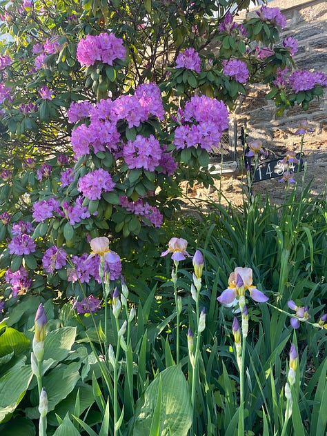 a gallery of three images: a paper collage on a file folder with scissors and a glue stick; a photo of the author in sunglasses and a new haircut; an image of a garden bed with purple rhododendrons and irises in bloom.