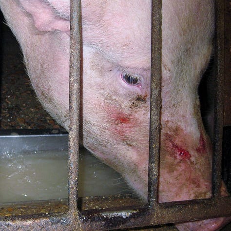 Factory farm images